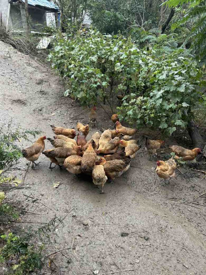 卖跑山土鸡