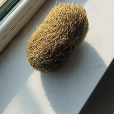 猪宝