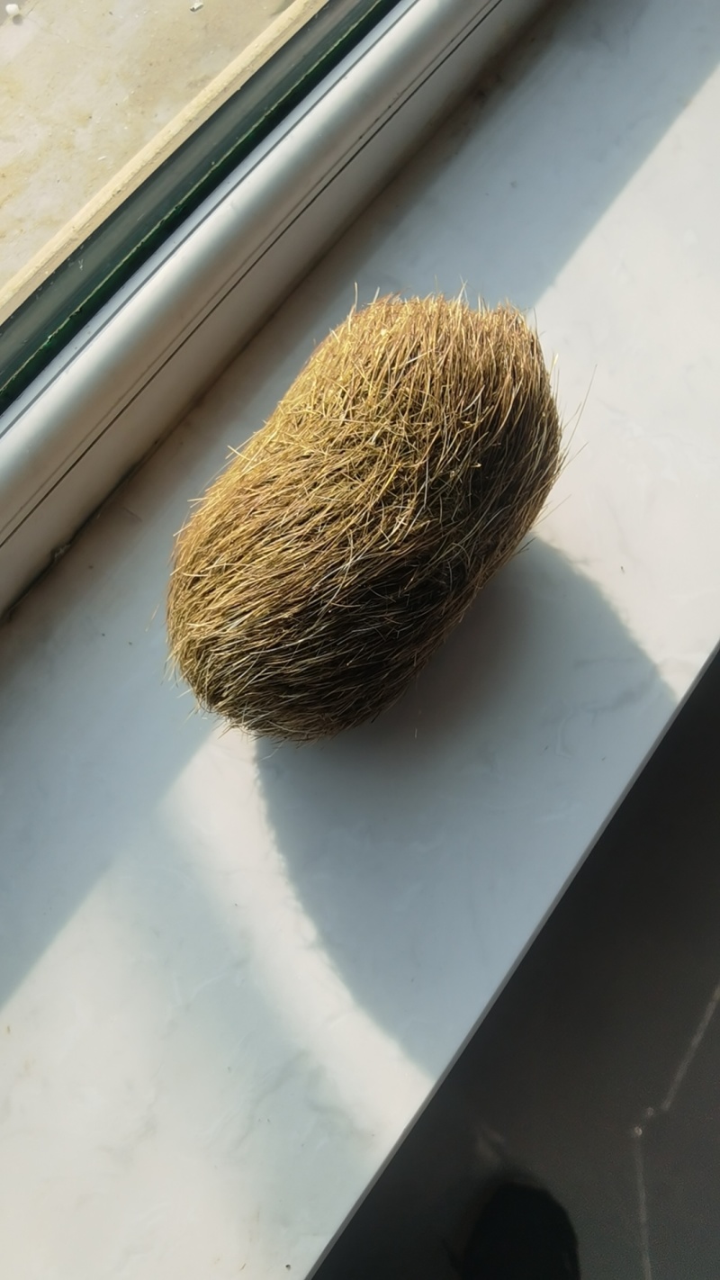 猪宝
