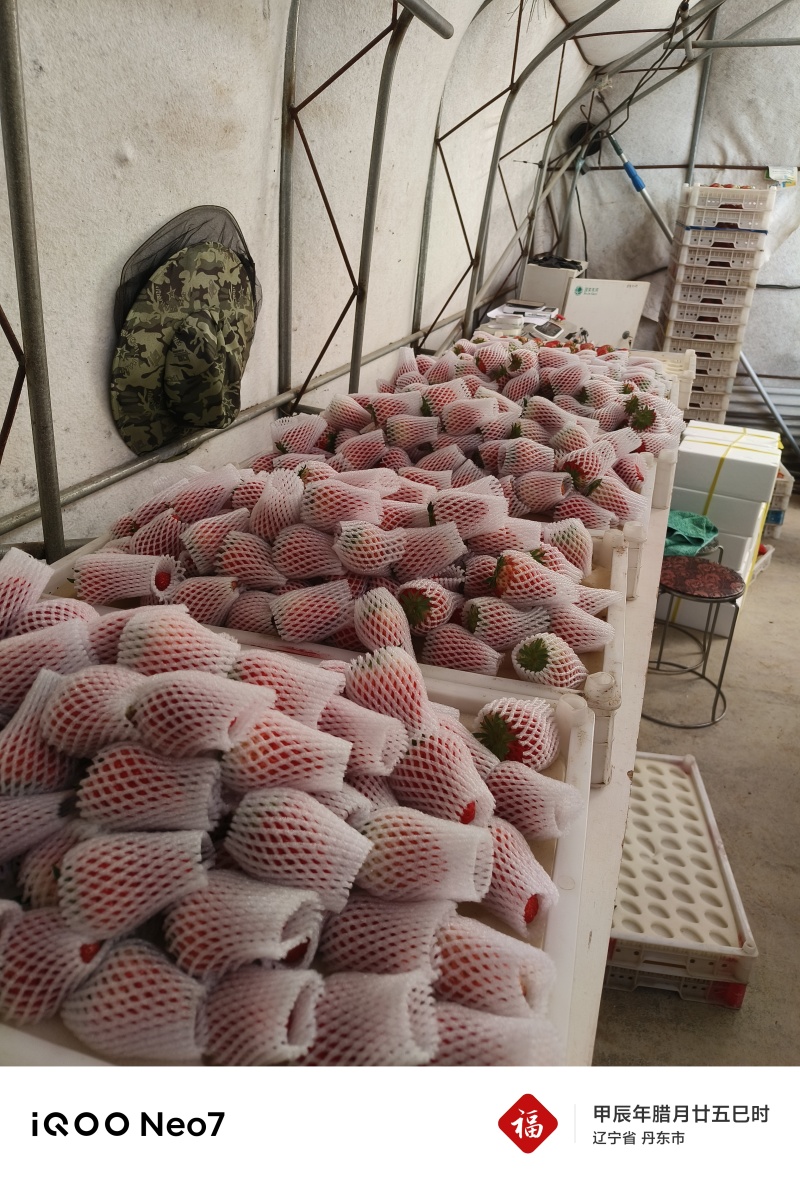 丹东九九草莓自家大棚快递接单，一件代发，售后有保障。