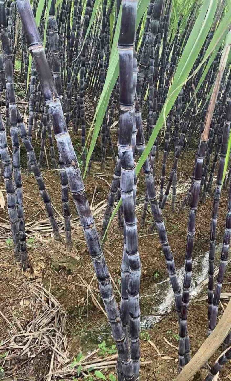黑皮甘蔗产地直销量大从优可视频看货对接全国电商市场视频