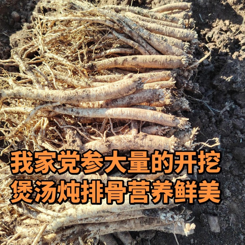 贵州威宁高原黄党参
