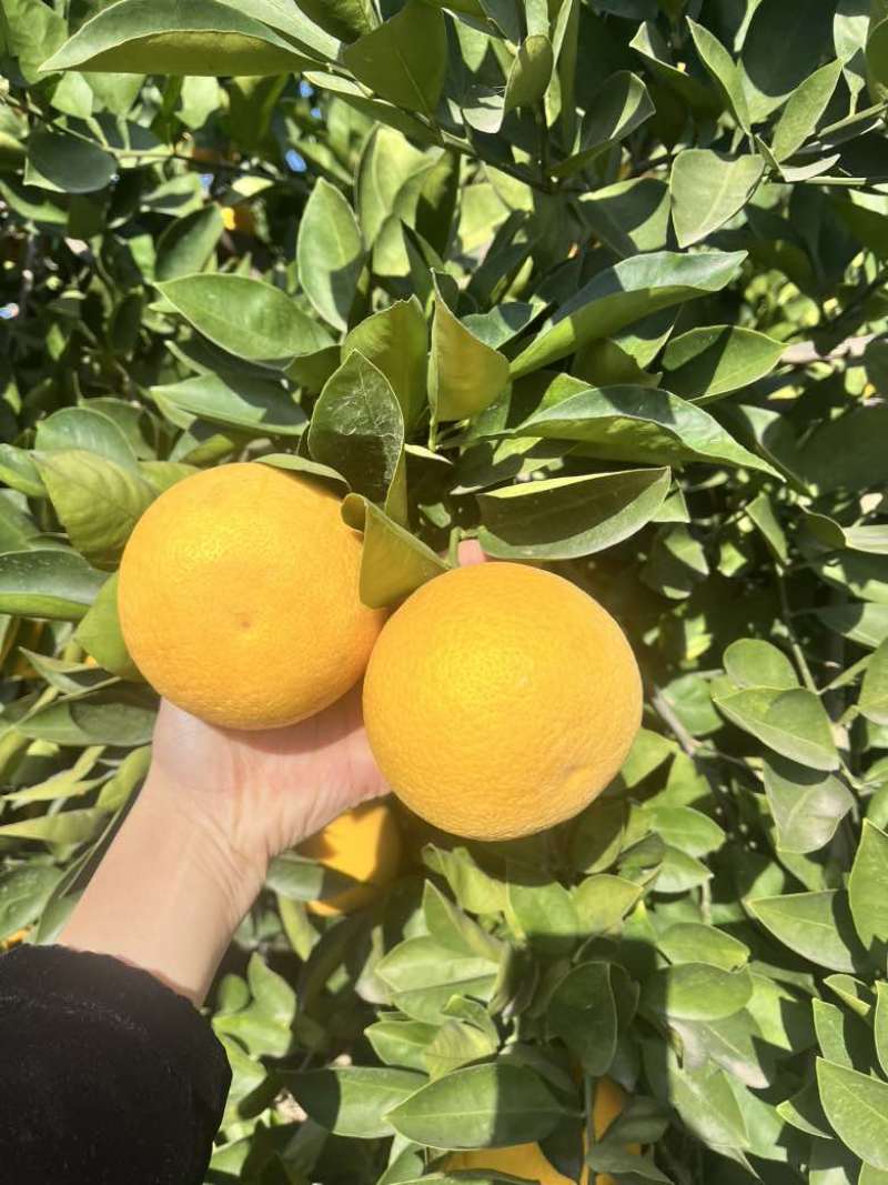 胡柚