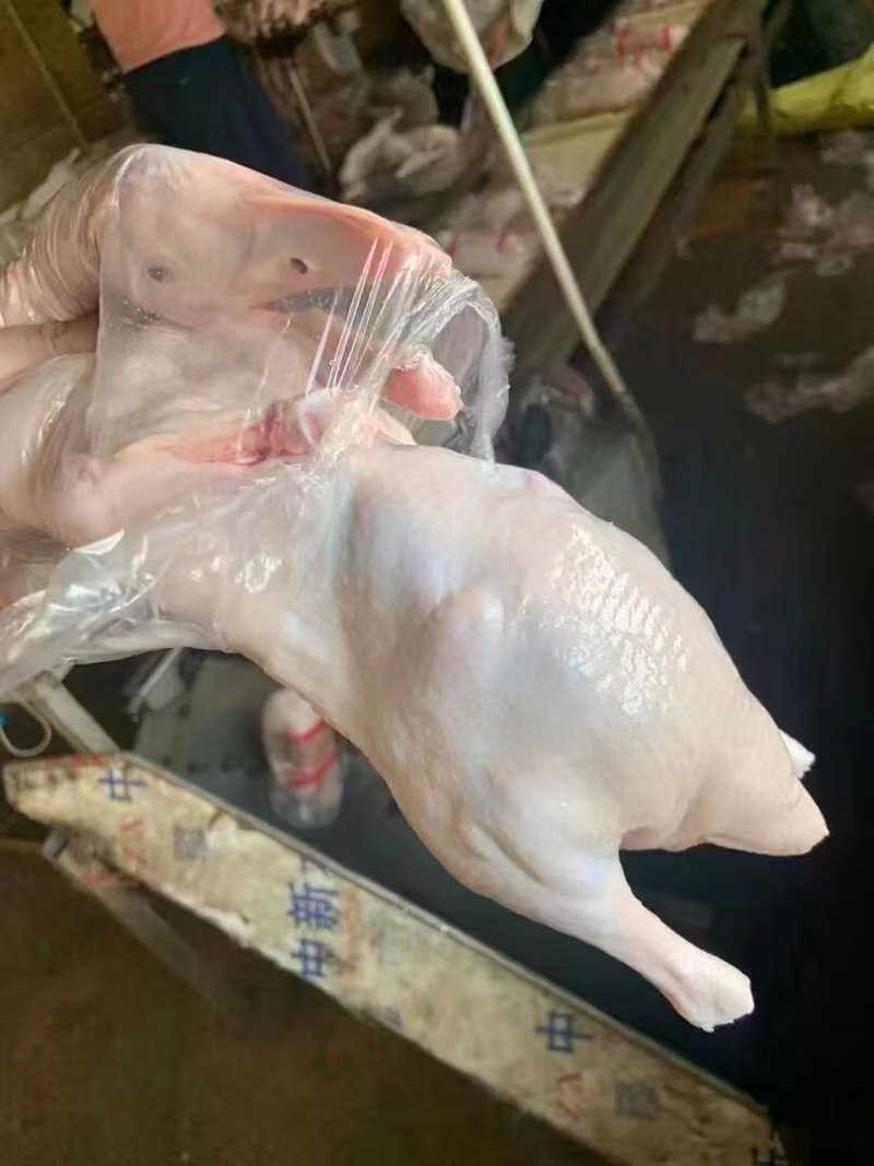 950g一级白条鸭，30吨