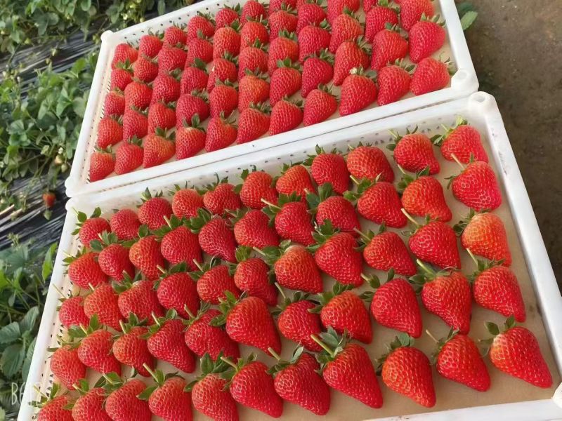 一件代发，支持各类包装，欢迎询价。