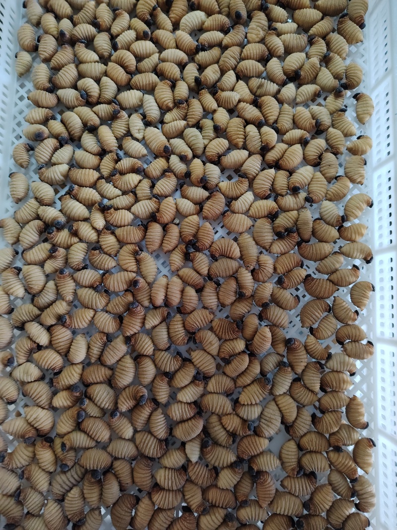 自营竹虫养殖场，供应活虫冻虫，量大从优，保质保量，欢迎集购。