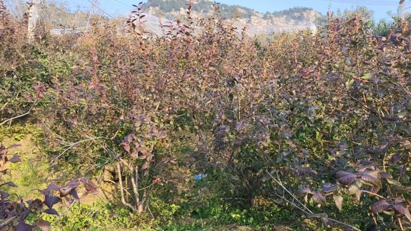 十年的蓝莓树