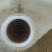 江西上饶山茶油