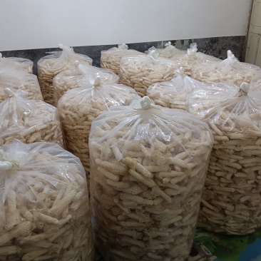 织金红托竹荪
