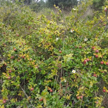 山茶油原油出售（白花小果，原油），假一赔命