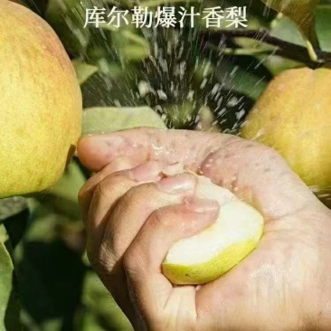新疆库尔勒香梨，酥梨，爆汁香梨