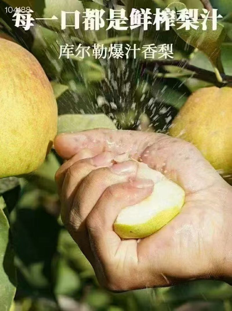 新疆库尔勒香梨，酥梨，爆汁香梨