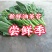 四川精品油菜苔大量上架