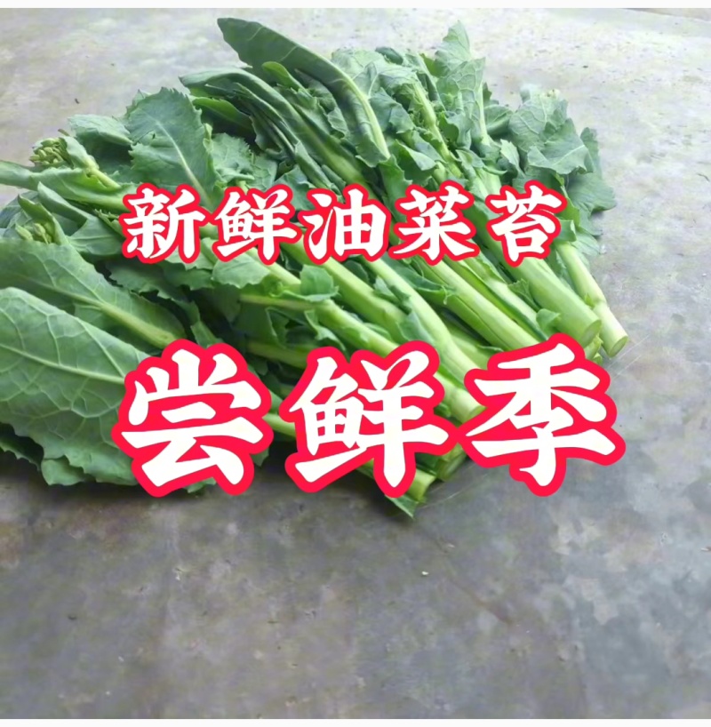 四川精品油菜苔大量上架