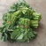 四川精品油菜苔大量上架