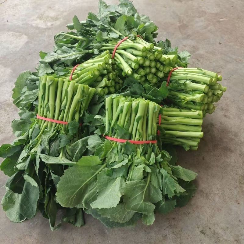 四川精品油菜苔大量上架