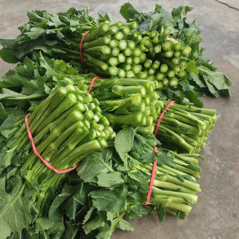 四川精品油菜苔大量上架