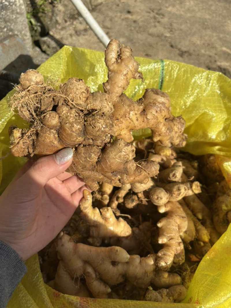永春正宗两年黄姜，味厚耐存