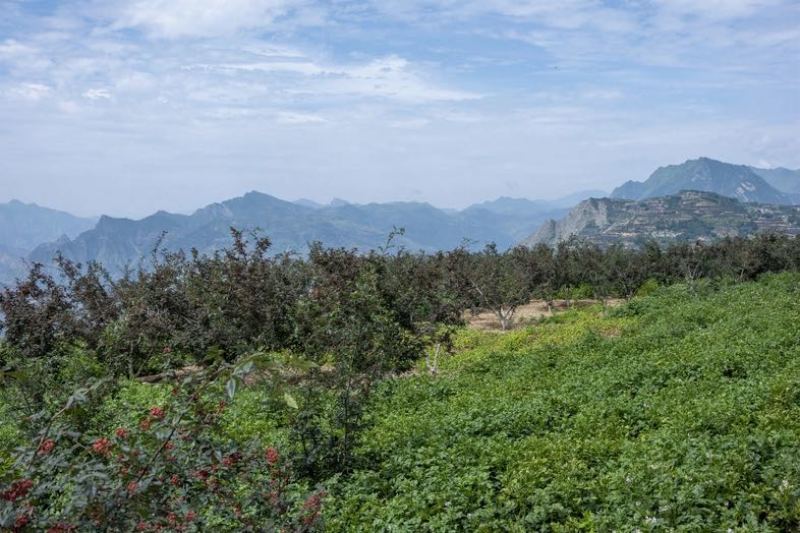 甘肃产地大红袍花椒大量供应，产地直发，量大从优欢迎咨询