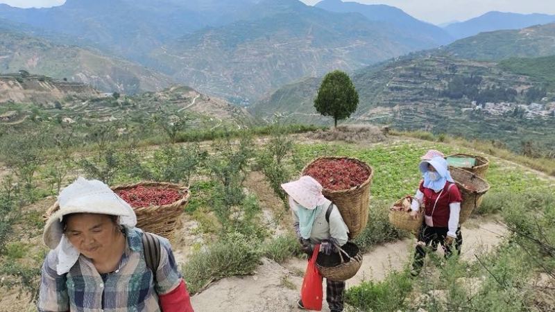 甘肃产地大红袍花椒大量供应，产地直发，量大从优欢迎咨询