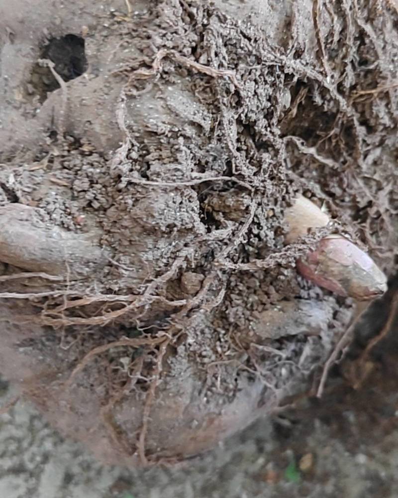 贵州魔芋大量上市，欢迎各位老板前来订购
