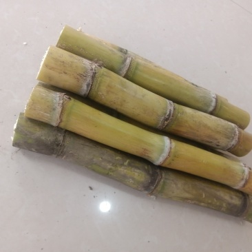 正宗黄金甘蔗种子