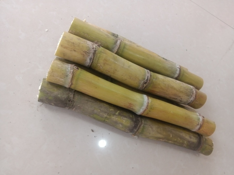 正宗黄金甘蔗种子