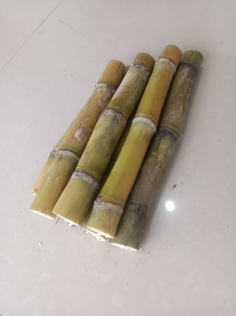 正宗黄金甘蔗种子