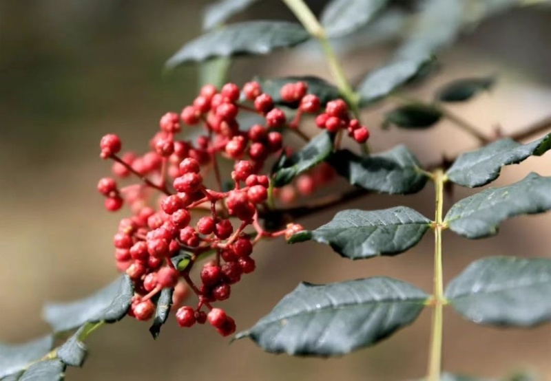 【包邮】5斤起售特香特麻茂汶大红袍花椒红花椒大红袍花椒