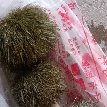 猪宝