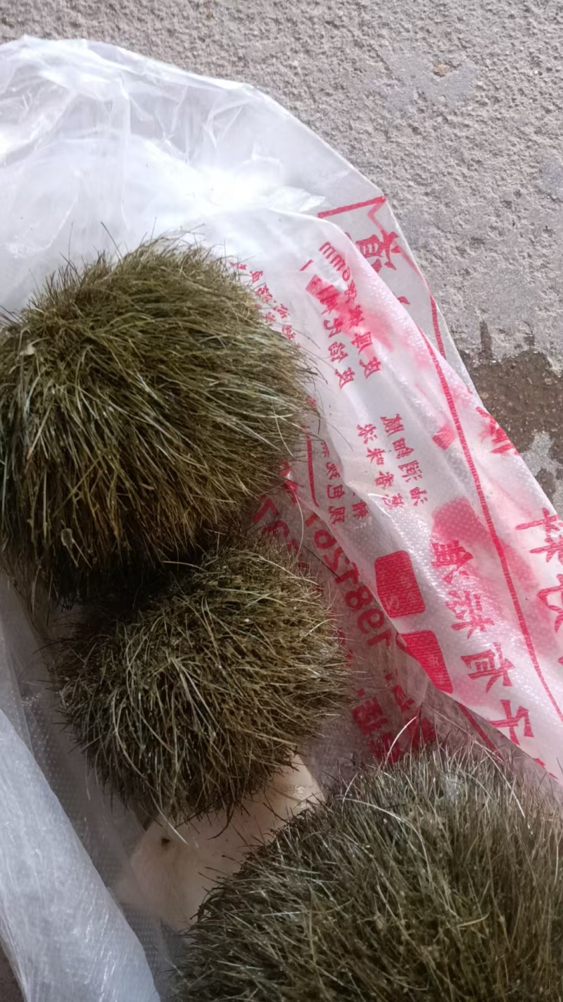 猪宝
