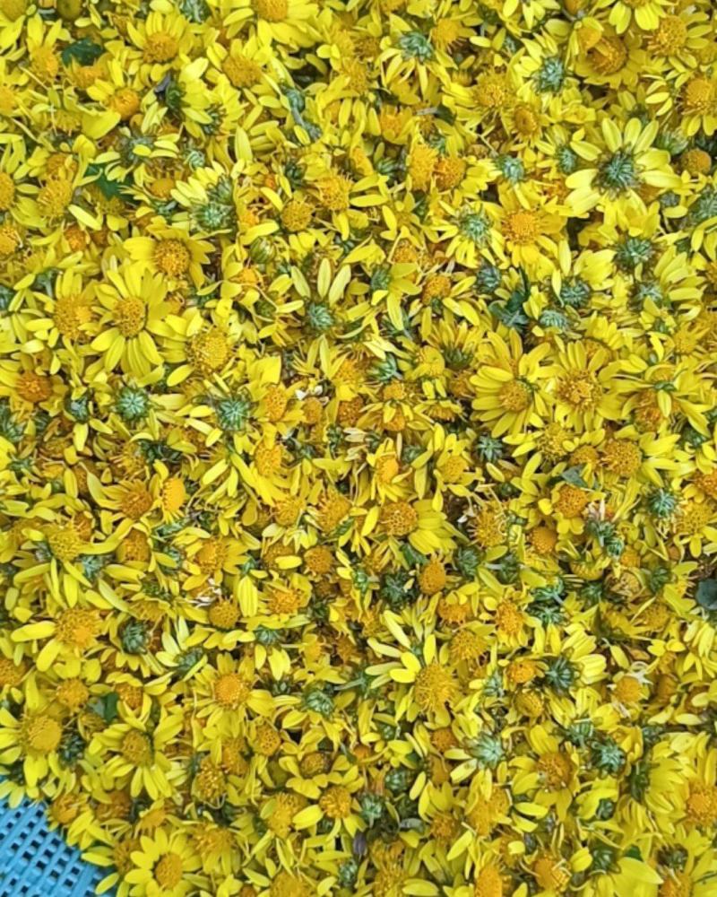 鲜野菊花