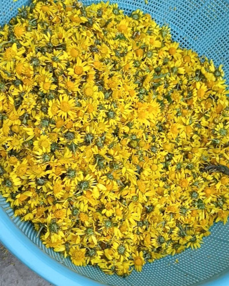 鲜野菊花