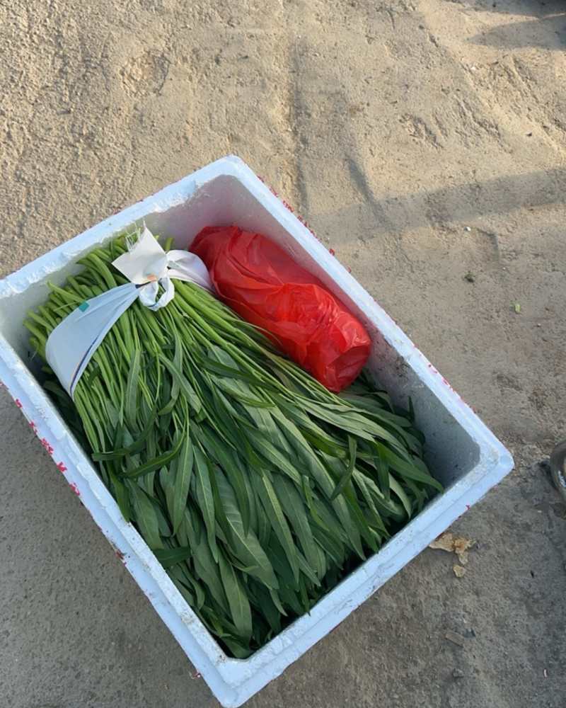 空心菜