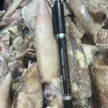 笔管鱼