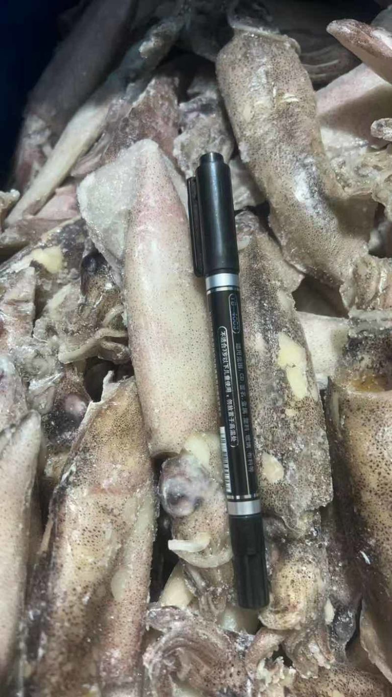 笔管鱼