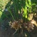生姜