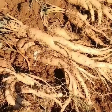 贵州农户种植党参，大，中，小货都有，量大。