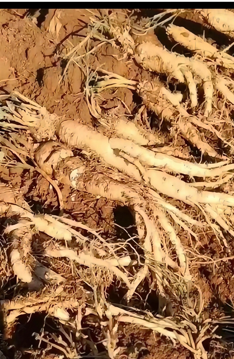 贵州农户种植党参，大，中，小货都有，量大。