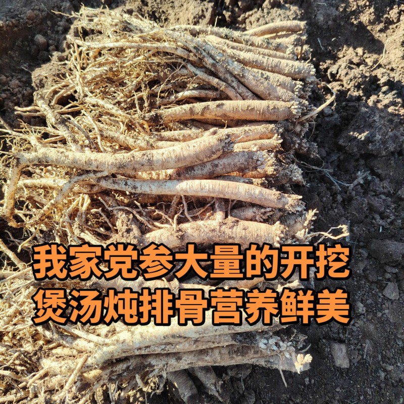 贵州高原黄党参