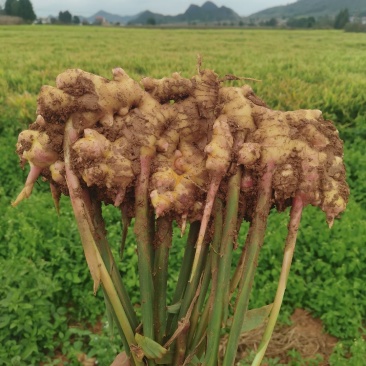 生姜