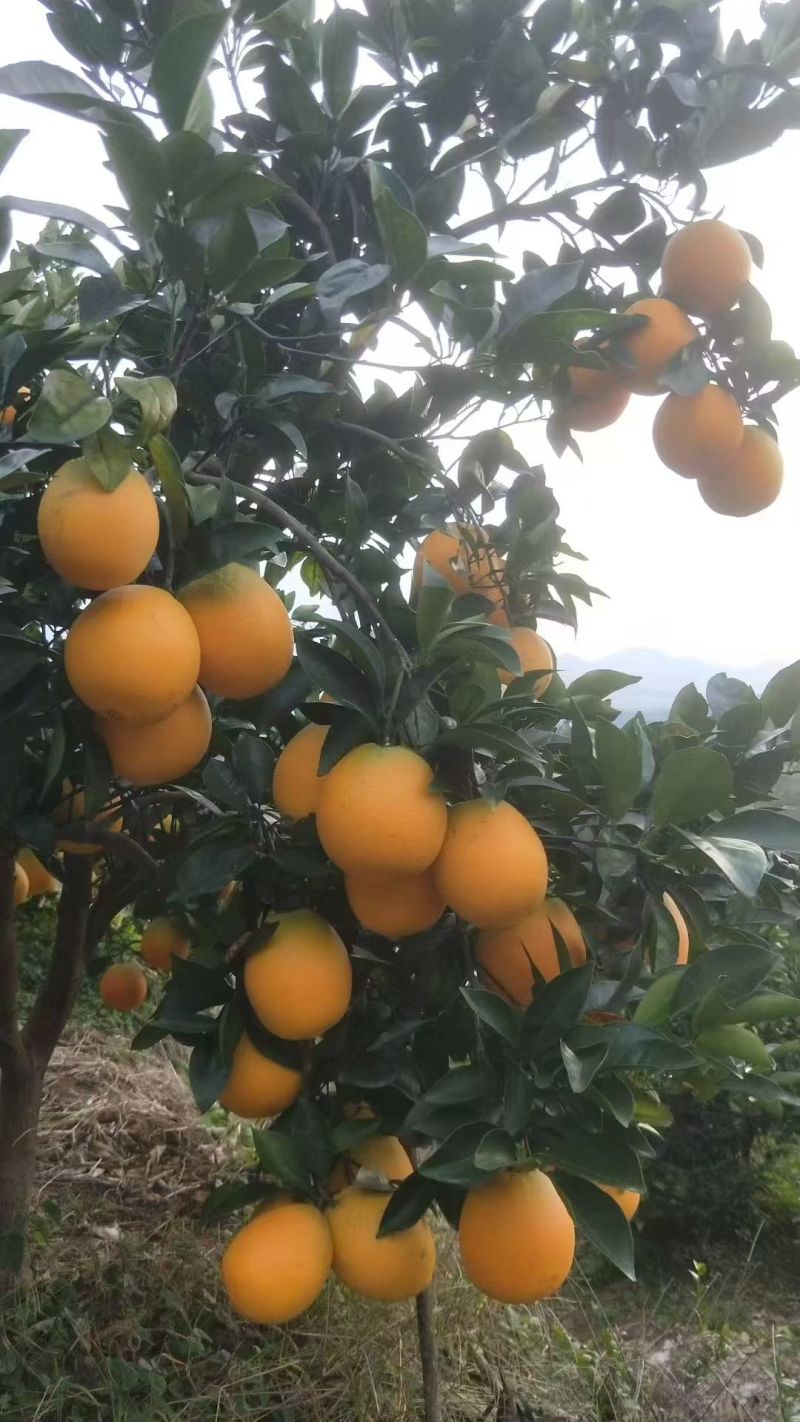 江西赣南脐橙