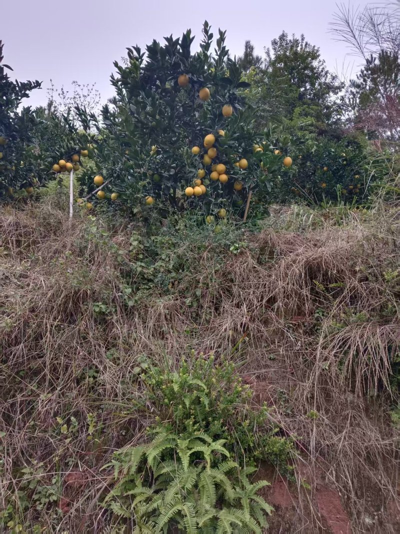 江西赣南脐橙