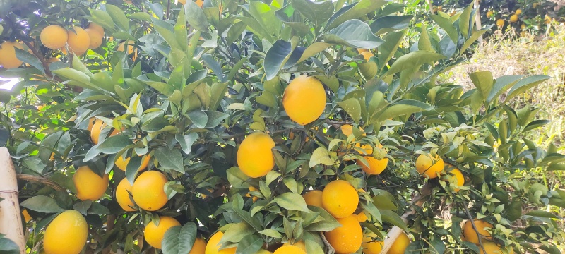 江西赣南脐橙