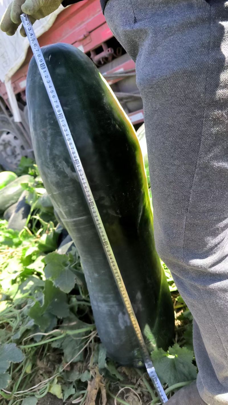 新疆冬瓜