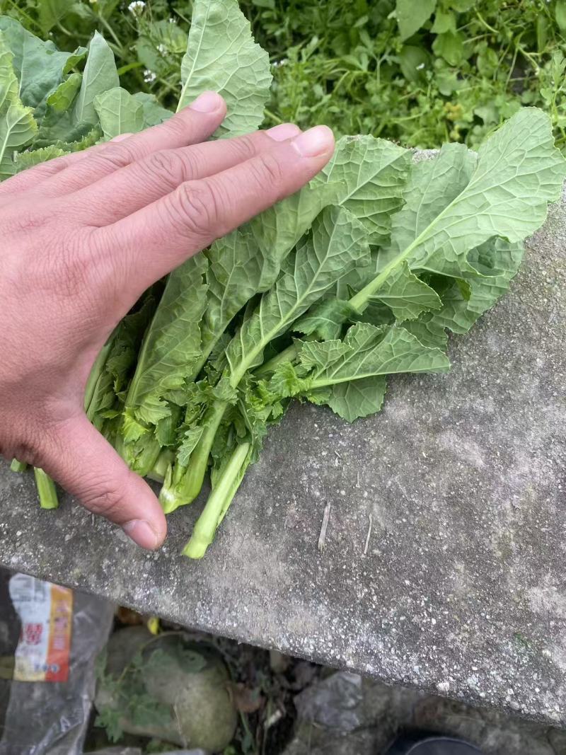 精品新鲜，实图拍照，数量不多，时间有限，不容错过。要得来