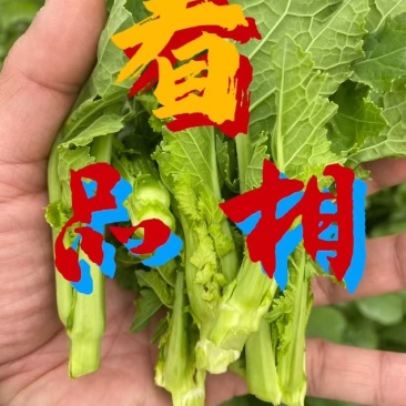 精品新鲜，实图拍照，数量不多，时间有限，不容错过。要得来