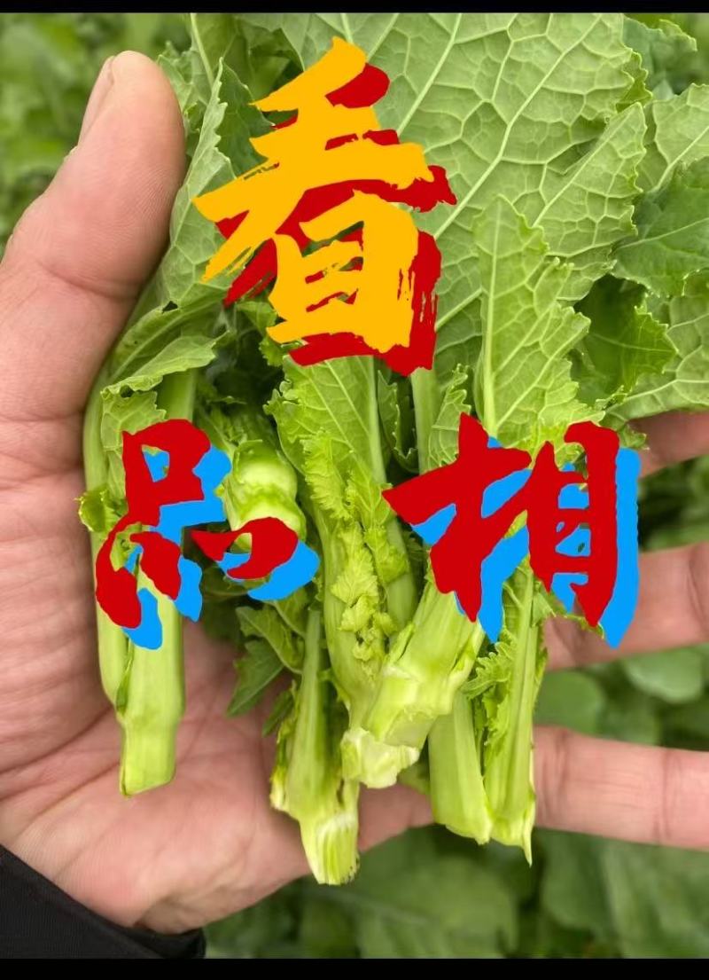 精品新鲜，实图拍照，数量不多，时间有限，不容错过。要得来