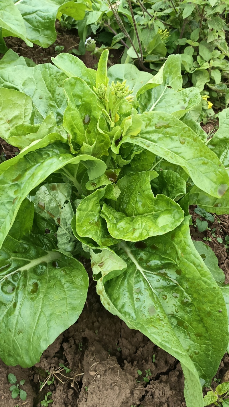 苔旺白菜苔