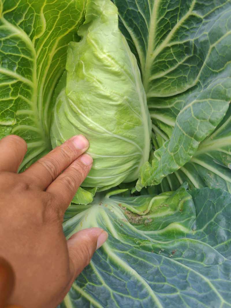 牛心菜